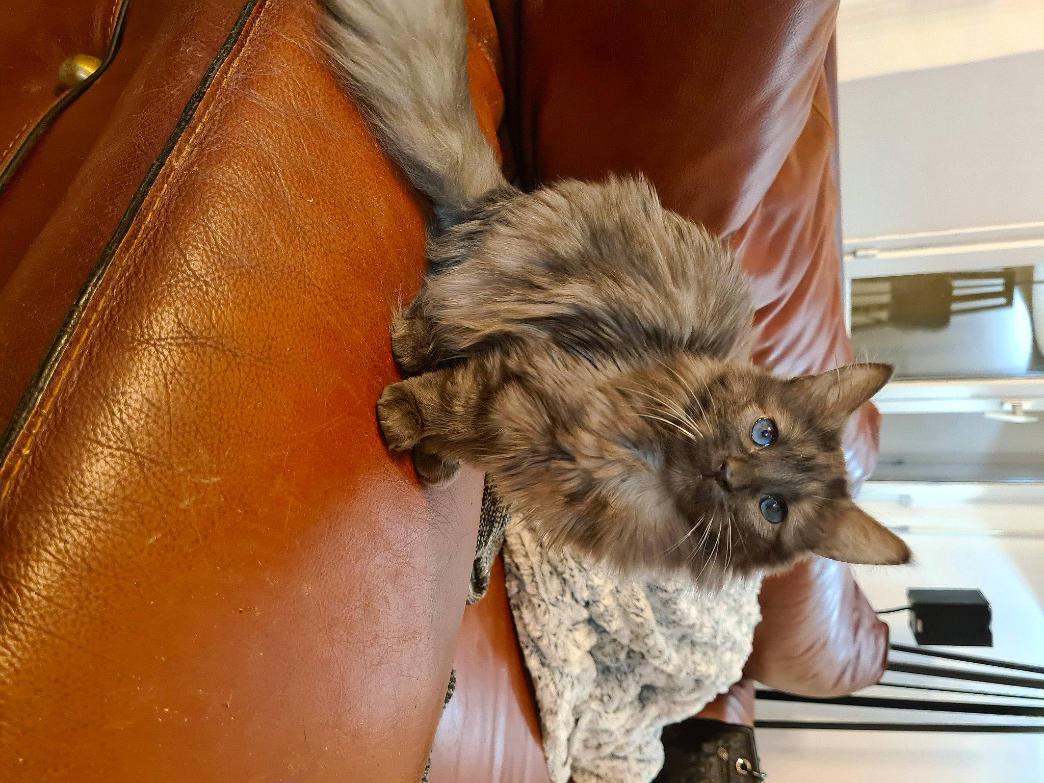 Pichou participe au concours pour gagner de l'argent avec cette photo : bed, british_longhair, carnivore, cat, claw, comfort, domestic_short_haired_cat, fawn, felidae, flooring, fur, hardwood, paw, plant, room, small_to_medium_sized_cats, snout, tail, whiskers, wood