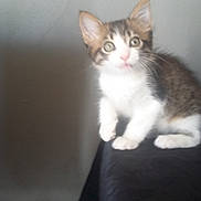 Charlie participe au concours pour gagner de l'argent avec cette photo : kitten, cat, animal, pet, feline, young, curious, indoor, fur, whiskers, ears, eyes, sitting, small, cute, domestic, mammal, portrait, looking, face