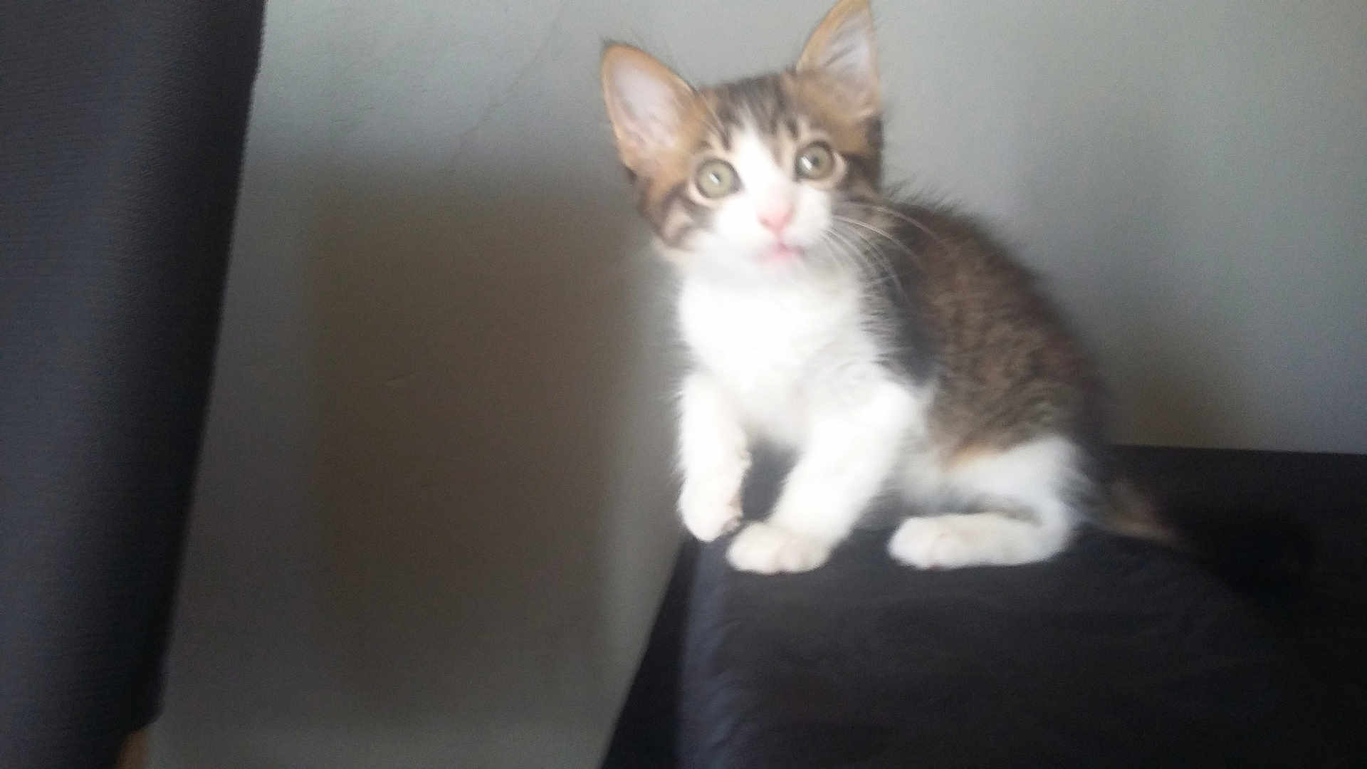 Charlie participe au concours pour gagner de l'argent avec cette photo : kitten, cat, animal, pet, feline, young, curious, indoor, fur, whiskers, ears, eyes, sitting, small, cute, domestic, mammal, portrait, looking, face