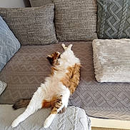 Charlie Et Looping a rejoint le concours — aidez-le/la à gagner de superbes lots ! animal, architecture, building, cat, chair, couch, cushion, furniture, hardwood, homedecor, indoors, interiordesign, linen, livingroom, manx, person, pet, pillow, room, wood