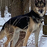 Duke joined the competition — help win amazing prizes! alert, animal, blue_eye, brown_eye, canine, collar, dog, forest, fur, heterochromia, leash, nature, outdoor, snow, standing, tree, wild, wilderness, winter, winter_climate