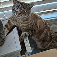 Marshmallow is registered to the contest to win money with this photo: cat, tabby_cat, pet, animal, blue_eyes, striped_fur, whiskers, ears, paws, sitting, lounging, indoors, window, blinds, cardboard_box, plastic_container, clutter, portrait, close_up, natural_light