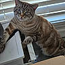 cat, tabby_cat, pet, animal, blue_eyes, striped_fur, whiskers, ears, paws, sitting, lounging, indoors, window, blinds, cardboard_box, plastic_container, clutter, portrait, close_up, natural_light