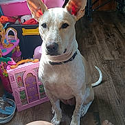Boe joined the competition — help win amazing prizes! animal, chair, collar, curious, dog, ears, feet, floor, indoor, knees, light, person, pet, pink_toy, plastic_toy, room, shadow, sitting, toys, wooden_floor