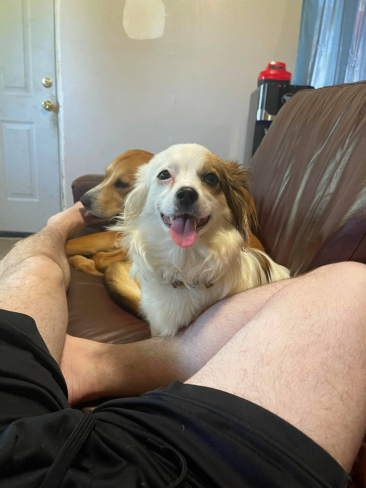 Yumi joined the competition — help win amazing prizes! adult, animal, blanket, canine, clothing, couch, cushion, dog, door, furniture, homedecor, hound, indoors, interiordesign, male, man, person, pet, puppy, sitting