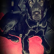 Oxygène a rejoint le concours — aidez-le/la à gagner de superbes lots ! beagador, canidae, carnivore, dog, dog_breed, ear, hunting_dog, labrador_retriever, patterdale_terrier, puppy, retriever, snout, sporting_group