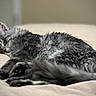 Katniss is registered to the contest to win money with this photo: animal, bed, cat, closeup, cozy, cute, fluffy, fur, gray_tabby, indoor, mammal, paw, peaceful, pet, relaxed, resting, sleeping, soft, tail, whiskers