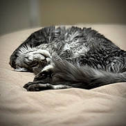 Katniss joined the competition — help win amazing prizes! animal, bed, cat, closeup, cozy, curled_up, cute, fluffy, fur, gray, indoor, paw, peaceful, pet, quiet, relaxed, resting, sleeping, soft, tail