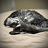 animal, bed, cat, closeup, cozy, curled_up, cute, fluffy, fur, gray, indoor, paw, peaceful, pet, quiet, relaxed, resting, sleeping, soft, tail