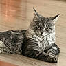 animal, cat, cute, domestic_animal, ears, eyes, feline, floor, fur, gray, indoor, long_hair, lying_down, pet, portrait, relaxed, resting, whiskers, white, wooden_floor