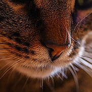 Nounou a rejoint le concours — aidez-le/la à gagner de superbes lots ! animal, black, brown, cat, close_up, detail, face, feline, fur, macro, mammal, nature, nose, pet, portrait, soft_light, texture, whisker, whiskers, white