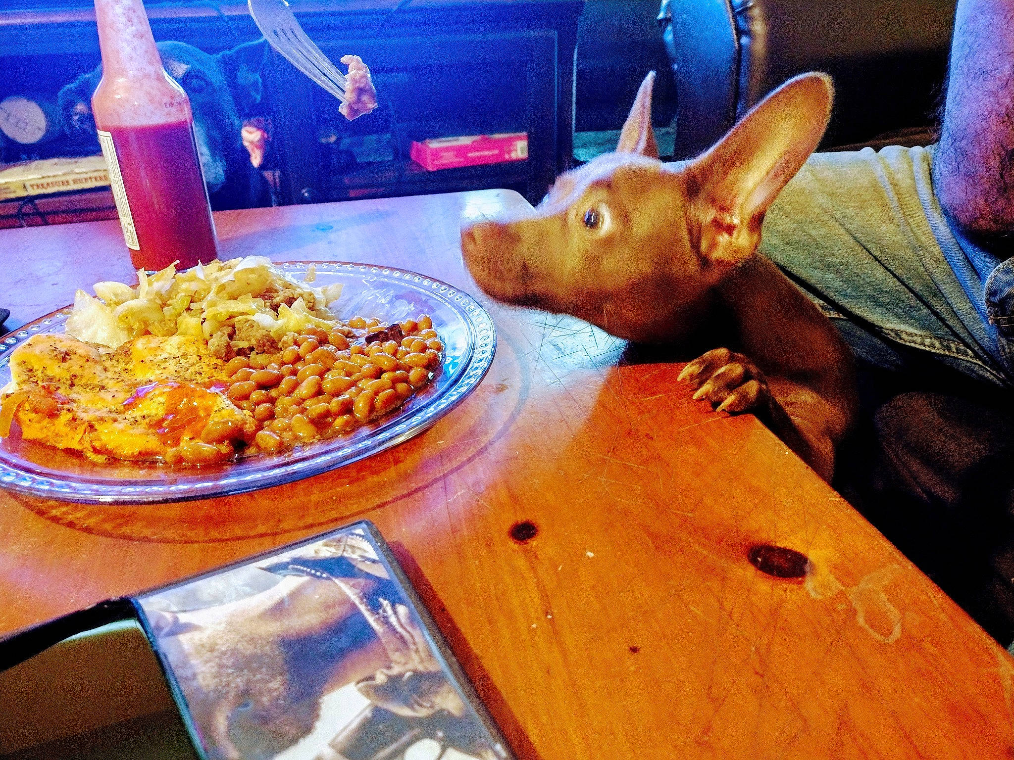 Frijoles is registered to the contest to win money with this photo: bottle, carnivore, comfort_food, cuisine, deep_frying, dish, dog_breed, fast_food, fawn, food, fried_food, ingredient, meat, plate, recipe, staple_food, table, tableware, water_bottle, wood