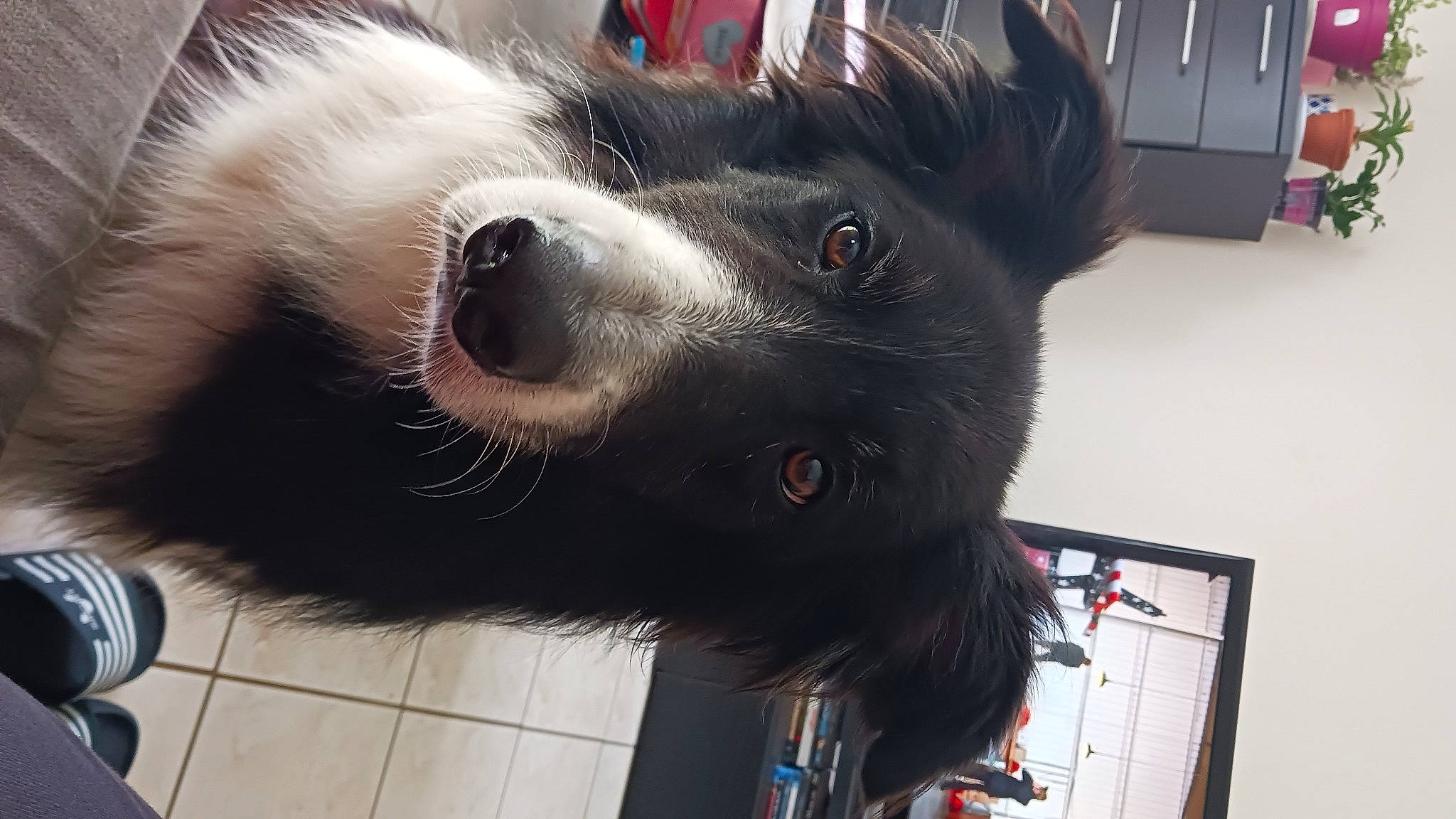 Milo participe au concours pour gagner de l'argent avec cette photo : ancient_dog_breeds, canidae, canis, carnivore, collar, companion_dog, dog, dog_breed, dog_collar, fur, german_spitz, giant_dog_breed, herding_dog, non_sporting_group, snout, sporting_group, whiskers, working_animal, working_dog