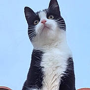 Bella a rejoint le concours — aidez-le/la à gagner de superbes lots ! cat, black_and_white, animal, pet, outdoor, sky, curious, feline, whiskers, ears, fur, portrait, looking_up, close_up, majestic, rooftop, nature, daylight, cute, alert