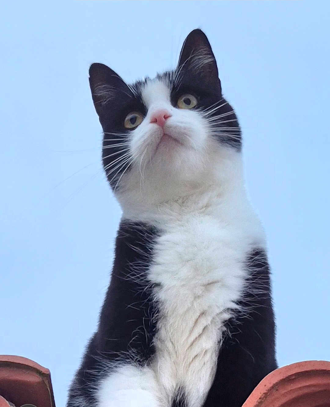 Bella a rejoint le concours — aidez-le/la à gagner de superbes lots ! cat, black_and_white, animal, pet, outdoor, sky, curious, feline, whiskers, ears, fur, portrait, looking_up, close_up, majestic, rooftop, nature, daylight, cute, alert