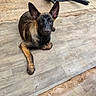 Zyko a rejoint le concours — aidez-le/la à gagner de superbes lots ! dog, puppy, german_shepherd, animal, pet, floor, wooden_floor, ears, lying_down, indoor, black, brown, curious, young, canine, domestic_animal, flooring, plastic_chair, overturned, looking