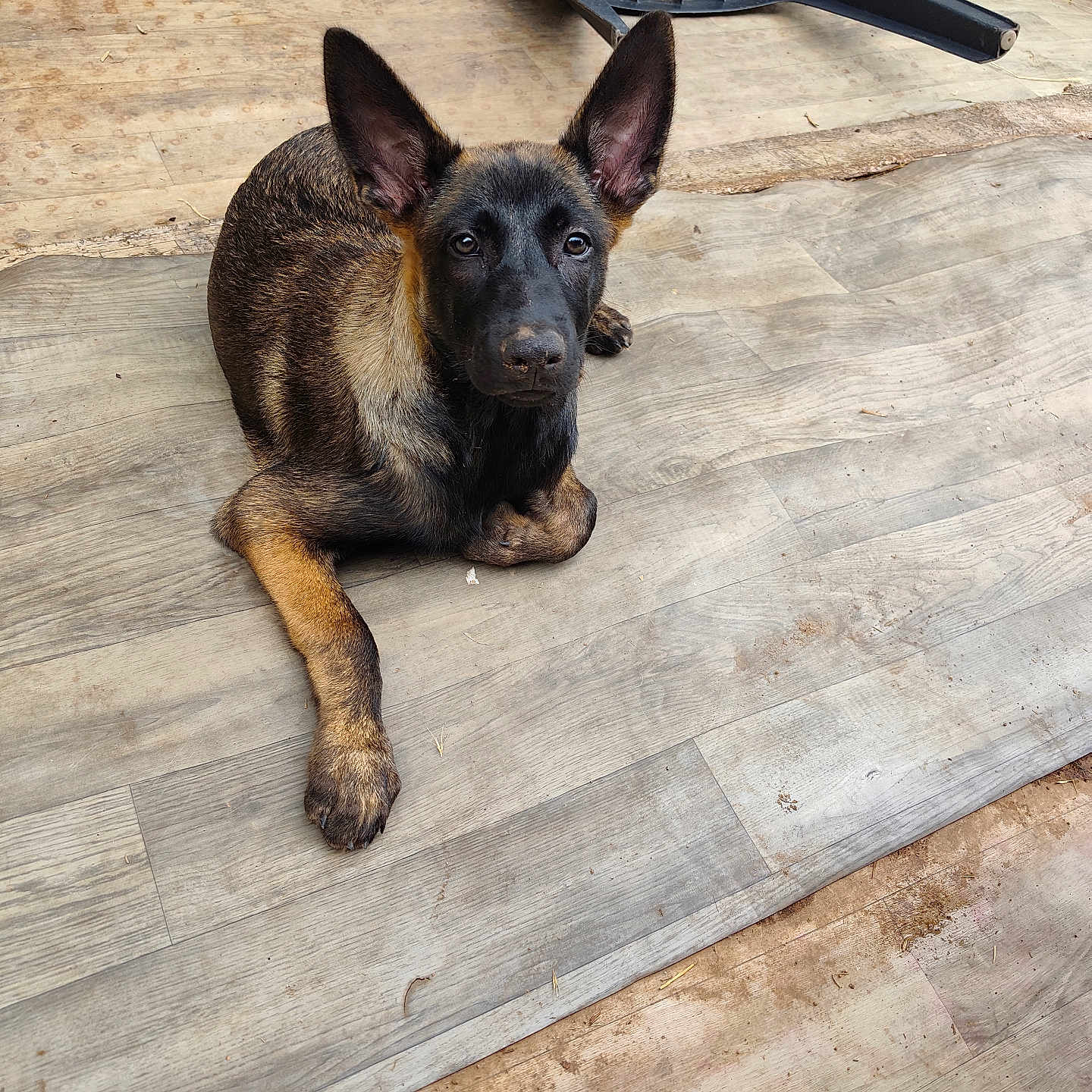 Zyko a rejoint le concours — aidez-le/la à gagner de superbes lots ! dog, puppy, german_shepherd, animal, pet, floor, wooden_floor, ears, lying_down, indoor, black, brown, curious, young, canine, domestic_animal, flooring, plastic_chair, overturned, looking