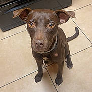 Boubles is registered to the contest to win money with this photo: dog, brown_dog, pet, kitchen, tile_floor, floor, sitting, looking_up, ears_up, domestic_animal, canine, indoor, curious, brown, animal, companion, young_dog, collar, home, appliance