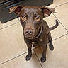 dog, brown_dog, pet, kitchen, tile_floor, floor, sitting, looking_up, ears_up, domestic_animal, canine, indoor, curious, brown, animal, companion, young_dog, collar, home, appliance