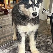 Valentino joined the competition — help win amazing prizes! puppy, dog, husky, indoor, floor, rug, fur, black_and_white, blue_eye, brown_eye, pet, animal, young, cute, standing, ears, nose, whiskers, home, curious