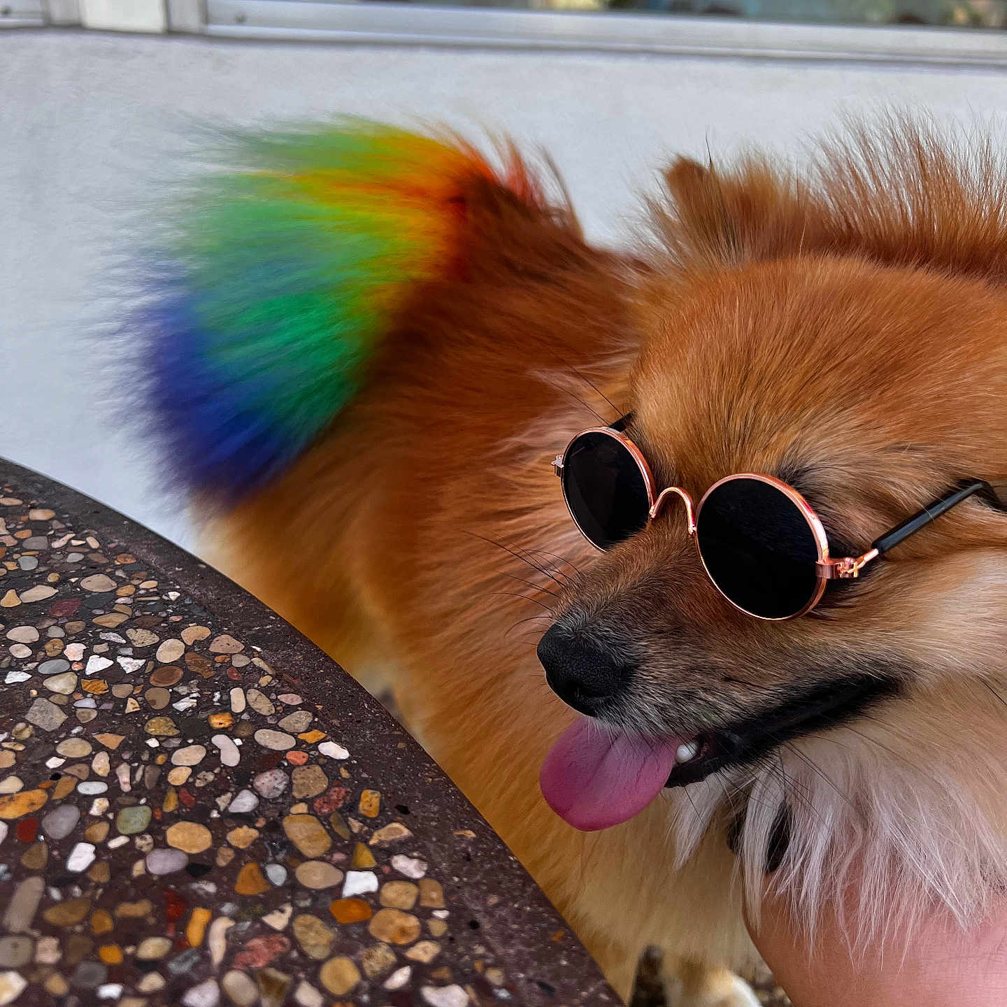 Leo is registered to the contest to win money with this photo: animal, close_up, colorful, companion, cute, dog, fluffy, fur, hand, happy, outdoor, pet, rainbow_tail, reflection, summer, sunglasses, sunny, table, tongue_out, window