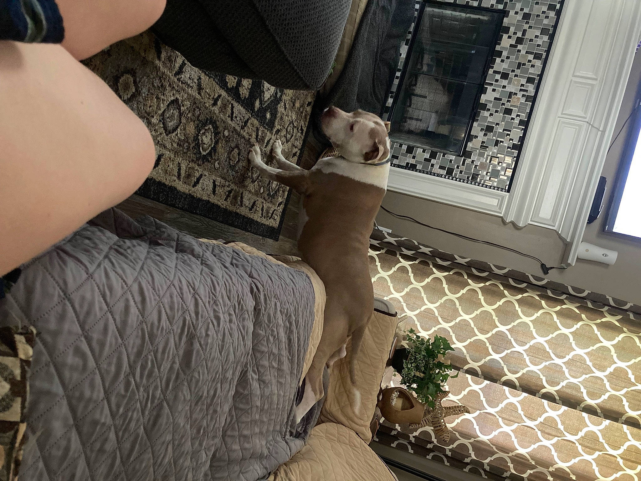 Delilah is registered to the contest to win money with this photo: calf, comfort, companion_dog, dress, elbow, fawn, flooring, foot, grass, human_leg, knee, leg, linens, pattern, room, textile, thigh, trunk, waist, wood