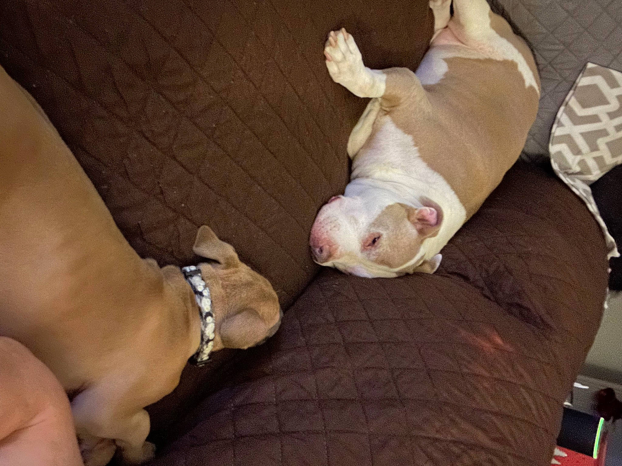 Delilah is registered to the contest to win money with this photo: canidae, carnivore, comfort, companion_dog, couch, dog, dog_breed, dog_supply, fawn, hardwood, human_leg, paw, pet_supply, snout, sporting_group, tail, watch, whiskers, wood, working_animal