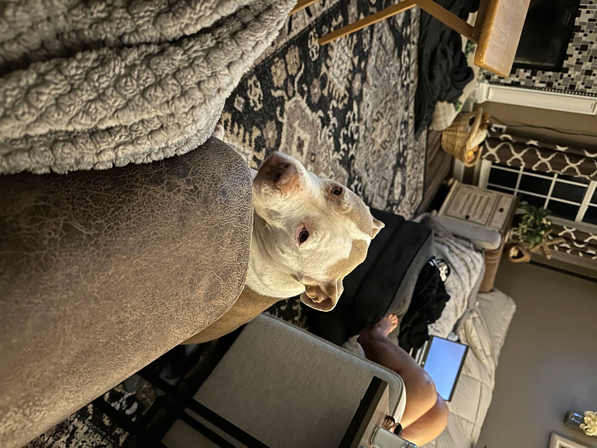 Delilah is registered to the contest to win money with this photo: art, automotive_design, carnivore, comfort, engineering, felidae, fur, machine, metal, pattern, room, sculpture, small_to_medium_sized_cats, snout, terrestrial_animal, whiskers, wood