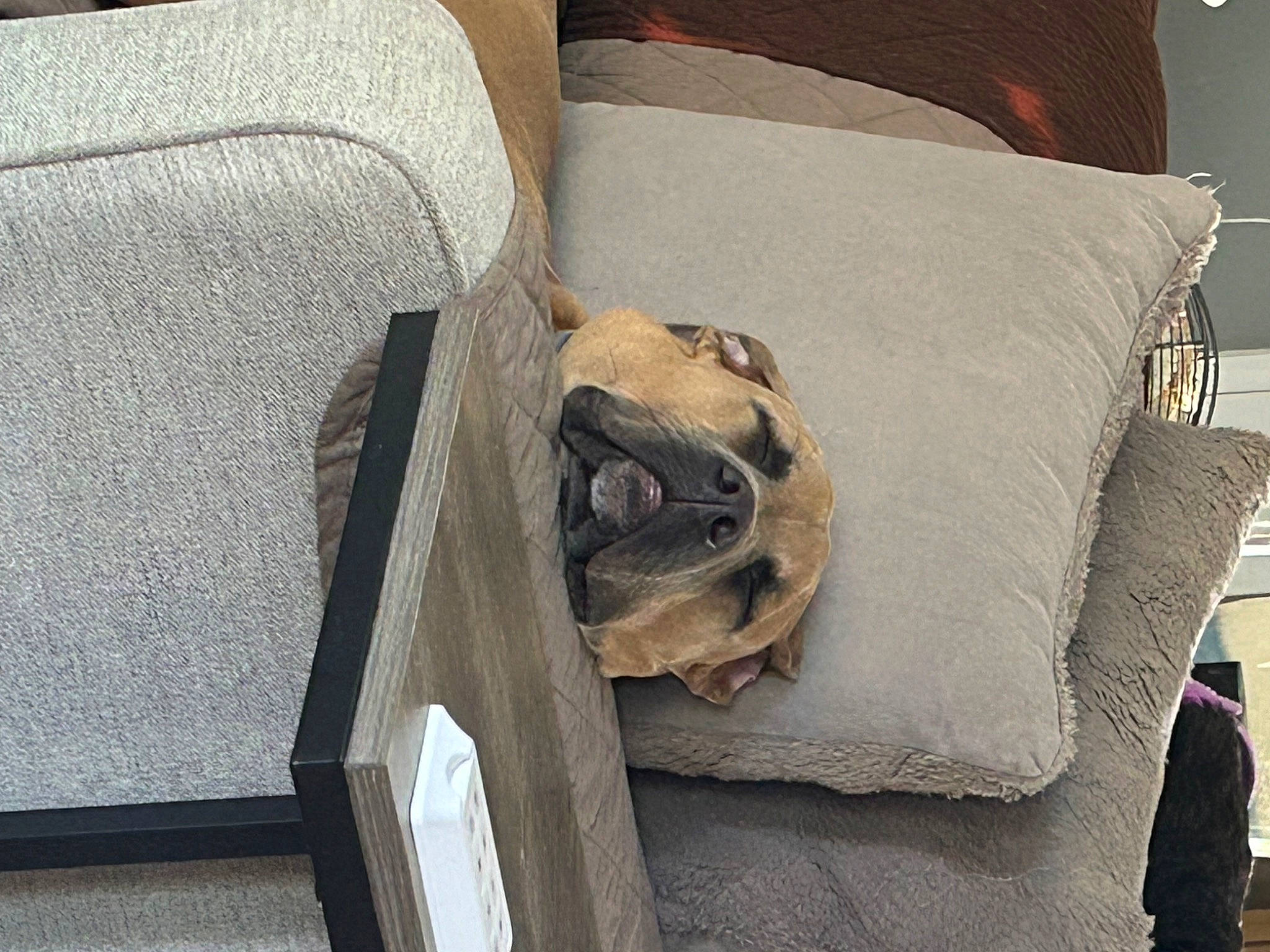 Piper joined the competition — help win amazing prizes! carnivore, club_chair, comfort, companion_dog, couch, dog, dog_breed, fawn, flooring, fur, grey, hardwood, linens, pillow, pug, room, sporting_group, toy_dog, wood, working_animal