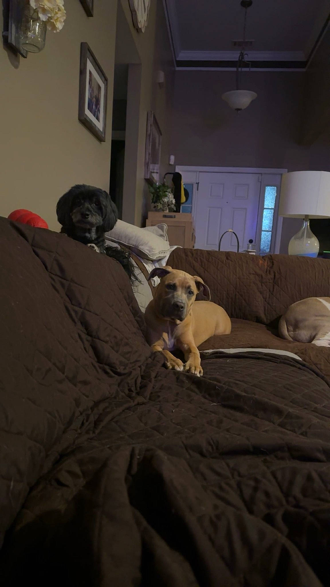 Piper is registered to the contest to win money with this photo: brown, carnivore, comfort, companion_dog, couch, dog, dog_breed, fawn, floor, flooring, fur, grey, hardwood, lamp, living_room, picture_frame, room, sporting_group, toy_dog, wood