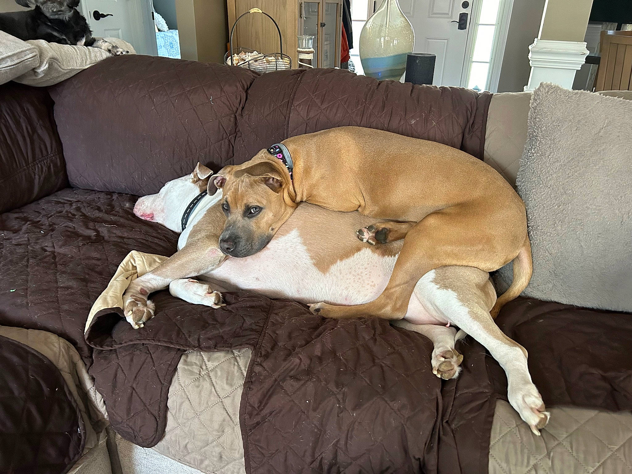 Piper joined the competition — help win amazing prizes! canidae, carnivore, collar, comfort, companion_dog, couch, dog, dog_breed, dog_supply, fawn, flooring, furniture, hardwood, hound, living_room, pet_supply, room, sporting_group, tail, working_animal