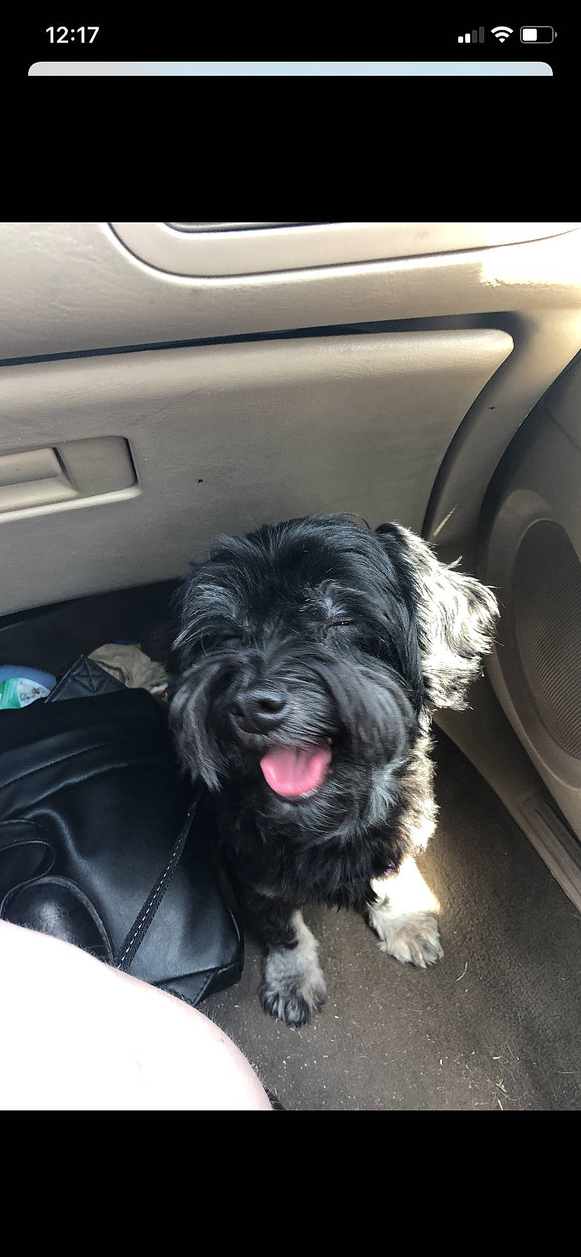 Finlay joined the competition — help win amazing prizes! auto_part, automotive_design, automotive_exterior, automotive_tire, canidae, car, carnivore, companion_dog, dog, dog_breed, door, family_car, fur, liver, personal_luxury_car, snout, sporting_group, toy_dog, vehicle_door, water_dog