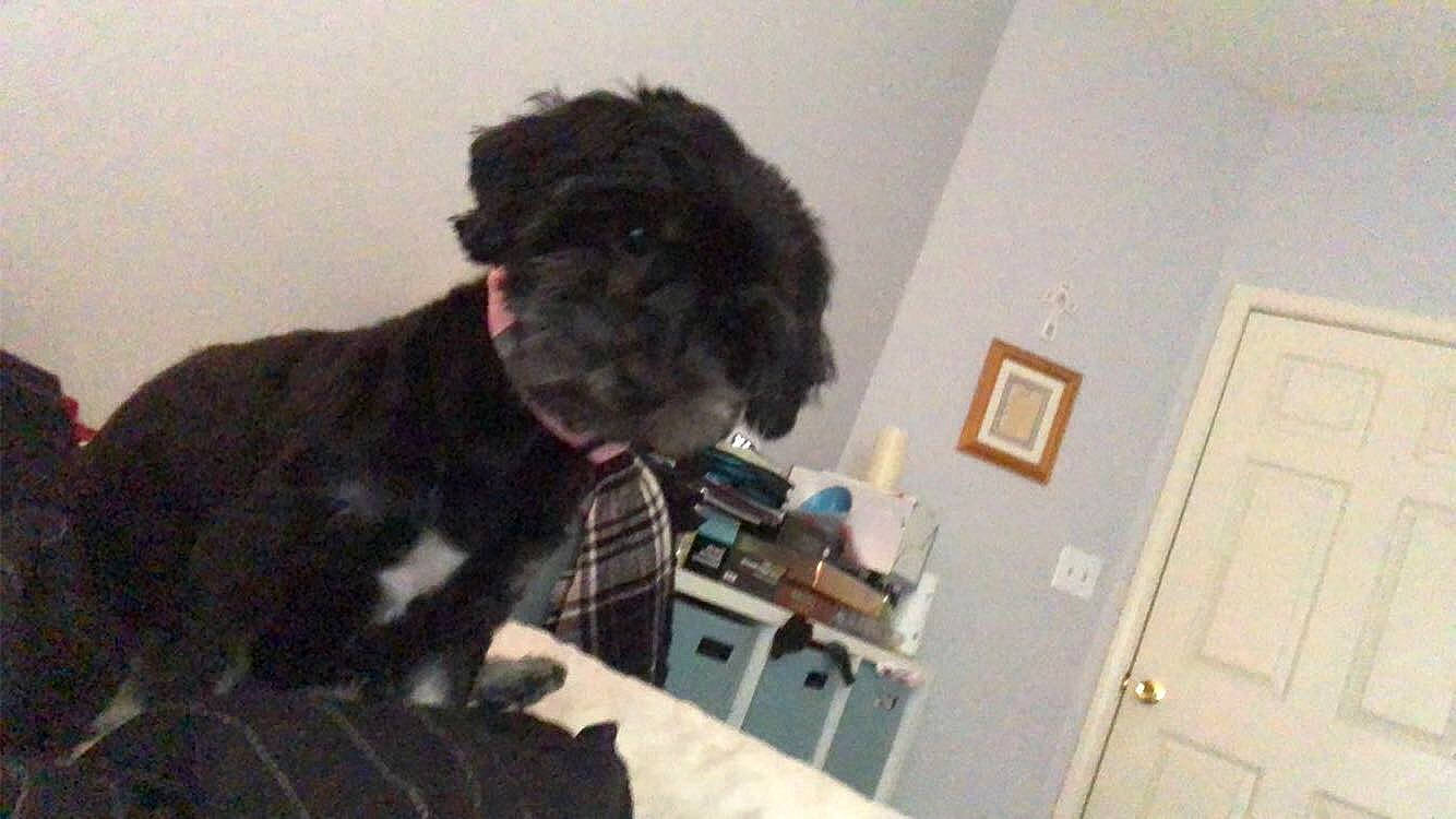 Finlay joined the competition — help win amazing prizes! canidae, carnivore, companion_dog, dog, dog_breed, door, fur, home_door, light_switch, liver, non_sporting_group, poodle, room, snout, sporting_group, toy, toy_dog, wall_plate, water_dog, working_animal