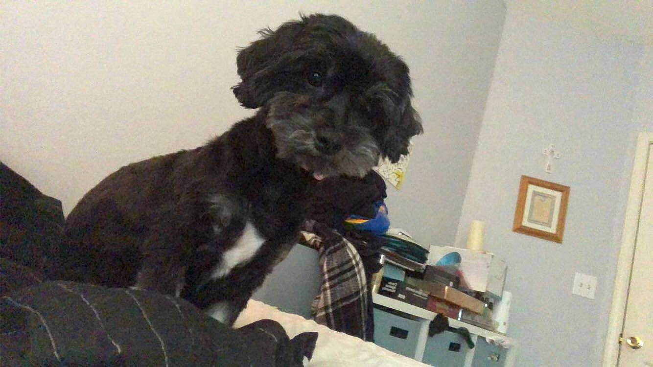 Finlay is registered to the contest to win money with this photo: canidae, carnivore, companion_dog, dog, dog_breed, fur, labradoodle, liver, non_sporting_group, office_supplies, picture_frame, poodle, room, sporting_group, terrier, toy_dog, water_dog, working_animal, yorkipoo