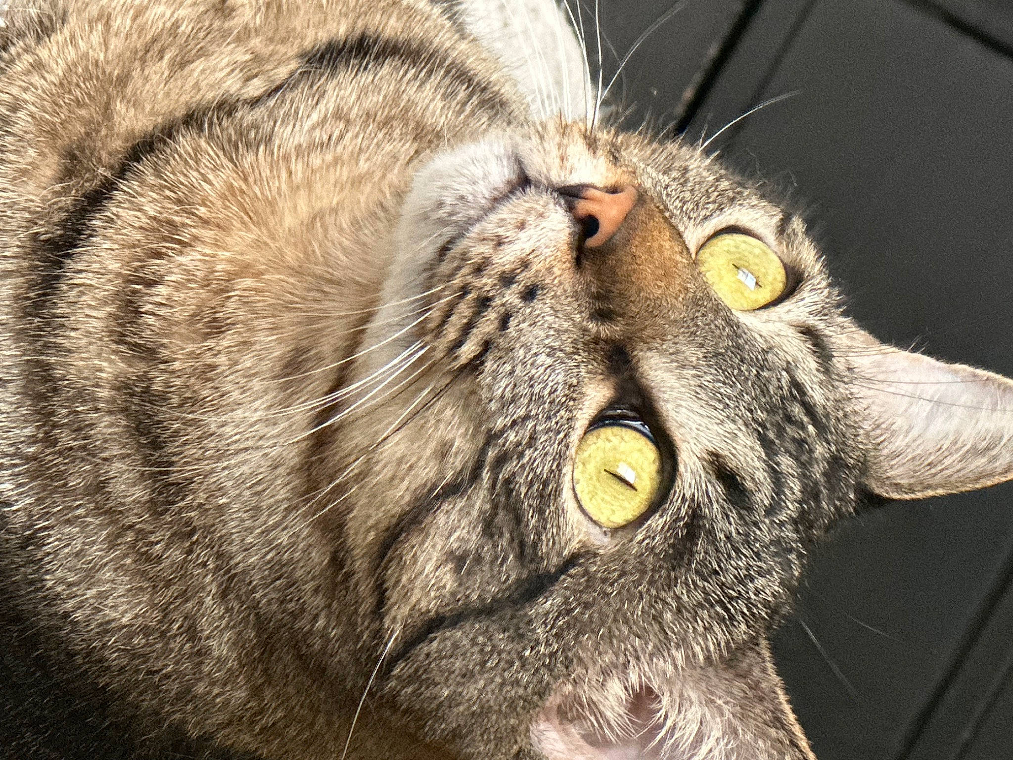 Jensen joined the competition — help win amazing prizes! carnivore, cat, close_up, domestic_short_haired_cat, eye, fang, felidae, fur, head, macro_photography, small_to_medium_sized_cats, snout, terrestrial_animal, whiskers, wildlife