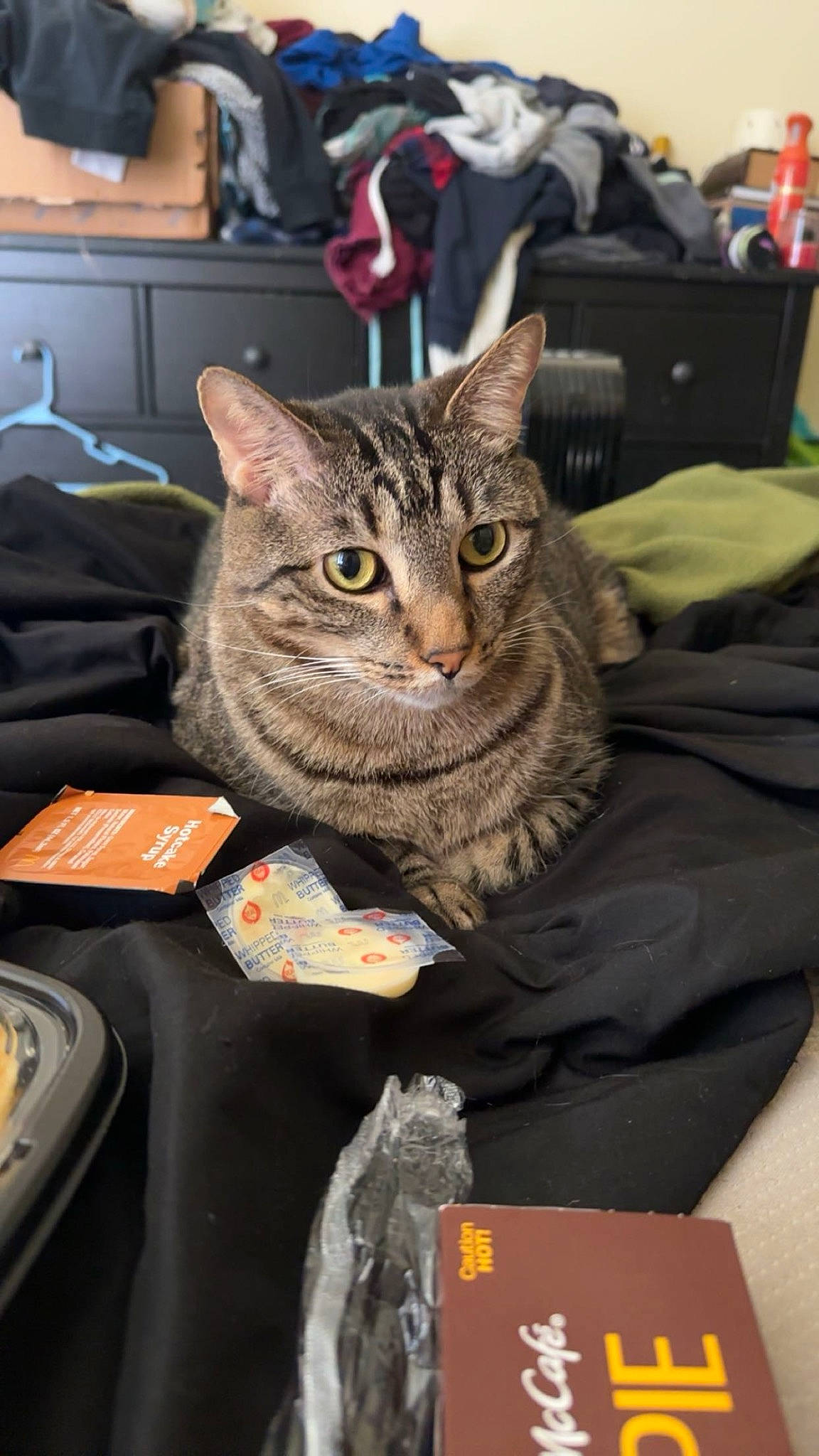 Jensen joined the competition — help win amazing prizes! bag, box, cabinetry, carnivore, cat, comfort, domestic_short_haired_cat, felidae, fur, luggage_and_bags, room, small_to_medium_sized_cats, whiskers
