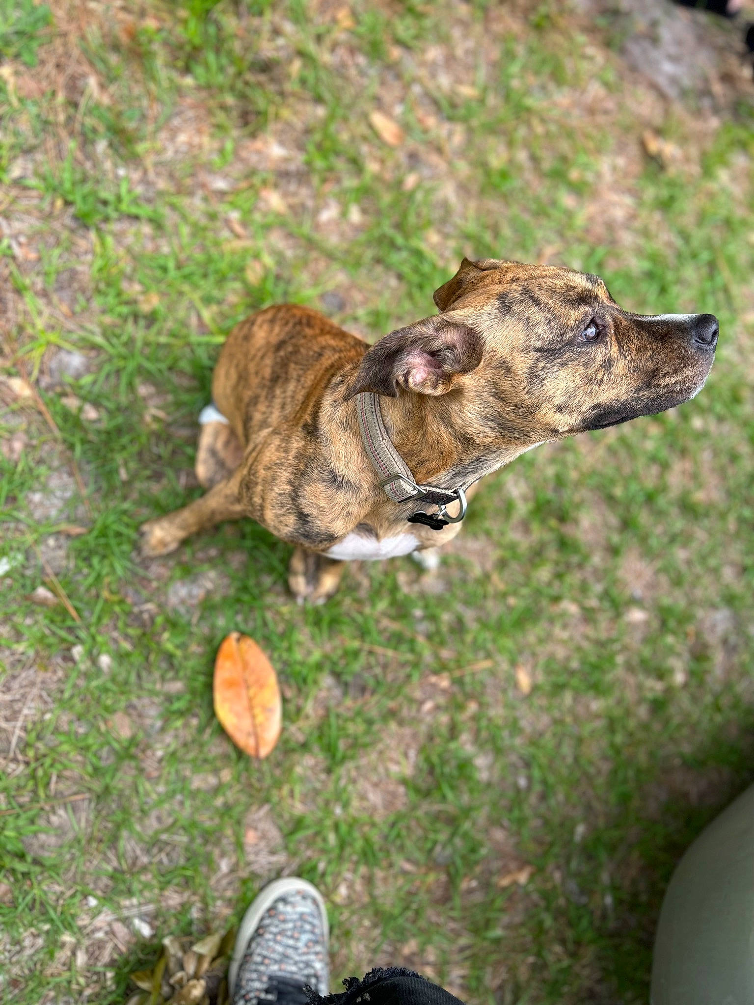 Athena joined the competition — help win amazing prizes! canidae, carnivore, collar, companion_dog, dog, dog_breed, dog_collar, dogo_sardesco, fawn, foot, grass, snout, sporting_group, tail, terrestrial_animal, trunk, whiskers, wildlife, wood, working_animal