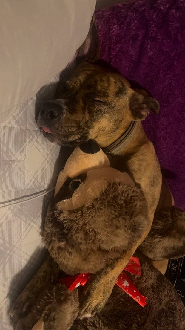 Athena is registered to the contest to win money with this photo: bulldog, canidae, carnivore, comfort, companion_dog, dog, dog_breed, fawn, fur, guard_dog, liver, paw, snout, sporting_group, tail, terrestrial_animal, toy_dog, whiskers, working_animal, wrinkle