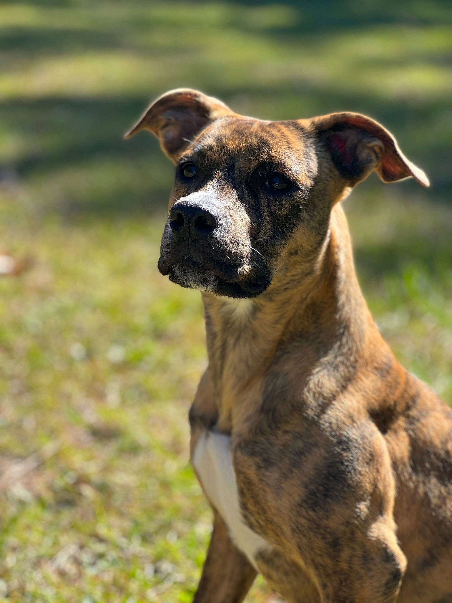 Athena is registered to the contest to win money with this photo: canidae, carnivore, collar, companion_dog, dog, dog_breed, dog_collar, eye, fawn, grass, grassland, pasture, plant, snout, sporting_group, terrestrial_animal, whiskers, wildlife, working_animal, working_dog