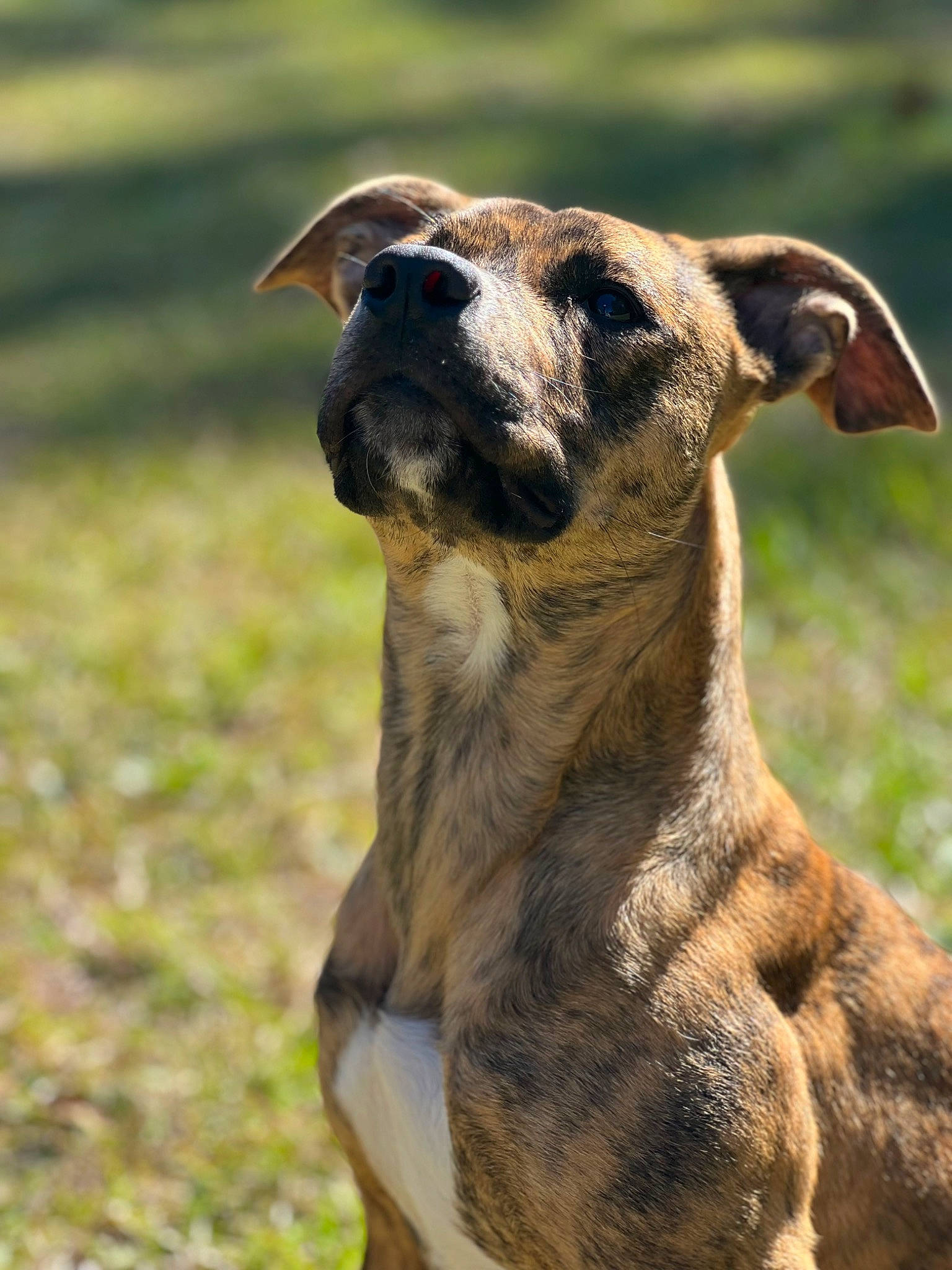 Athena is registered to the contest to win money with this photo: canidae, carnivore, companion_dog, dog, dog_breed, dog_collar, eye, fawn, grass, grassland, plant, sporting_group, terrestrial_animal, whiskers, wildlife, working_animal, working_dog