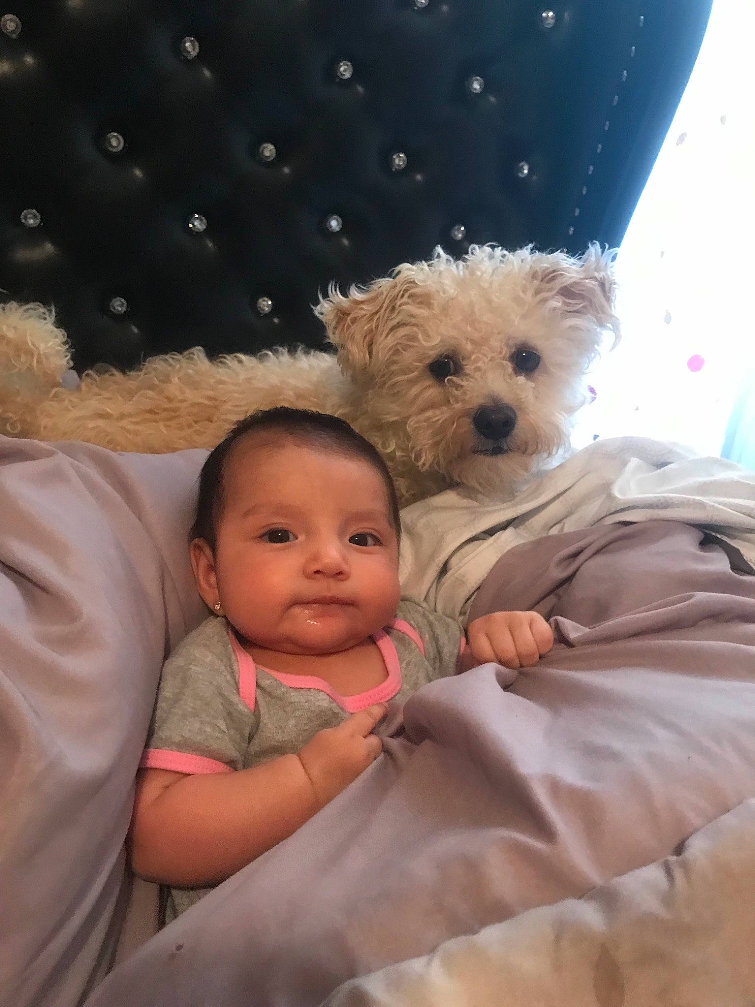Keilany joined the competition — help win amazing prizes! baby, bed, canidae, carnivore, child, cockapoo, companion_dog, dog, dog_breed, maltepoo, morkie, person, puppy_love, schnoodle, skin, toddler