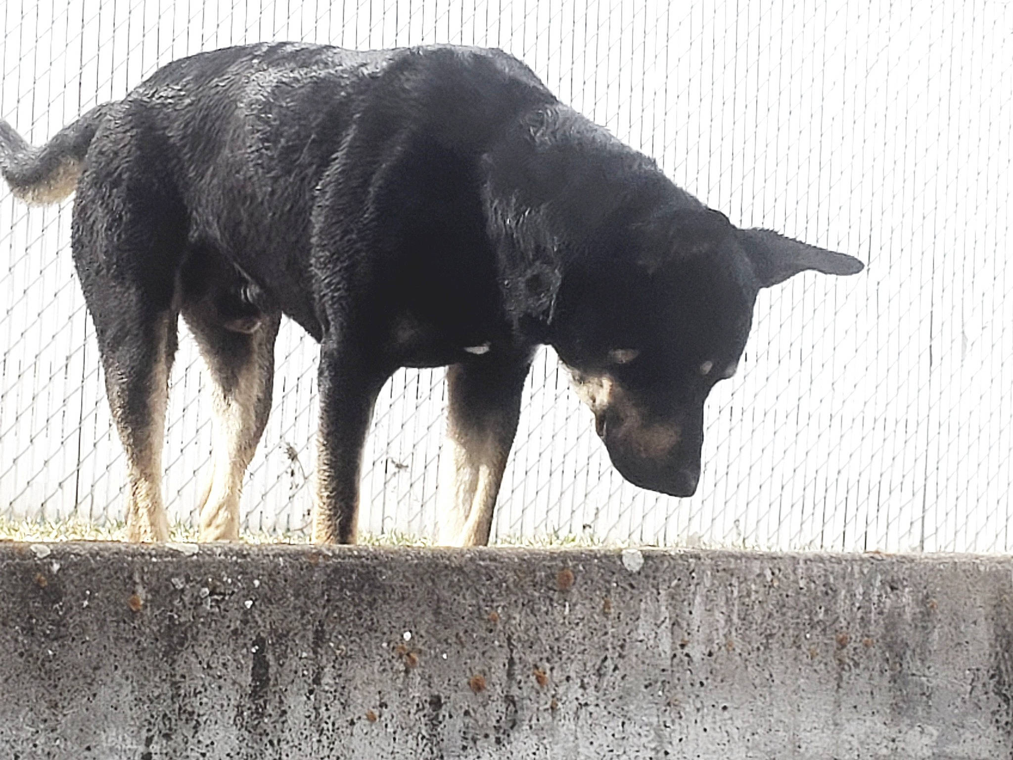 Scar is registered to the contest to win money with this photo: canidae, carnivore, dog, dog_breed, fur, guard_dog, shadow, snout, sporting_group, street_dog, tail, terrestrial_animal, tints_and_shades, water, window, working_animal, working_dog