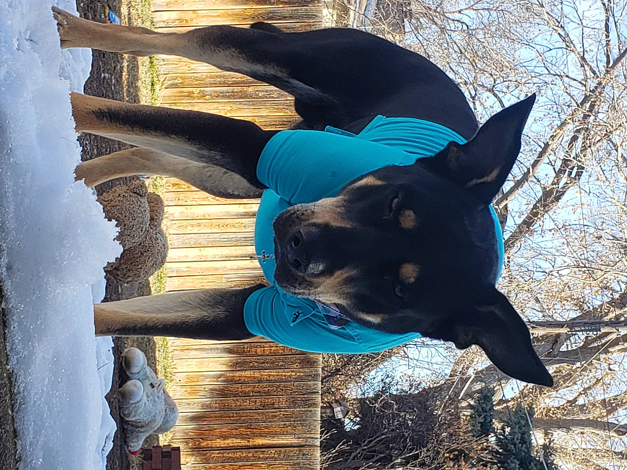 Scar is registered to the contest to win money with this photo: carnivore, dog, dog_breed, electric_blue, fawn, fur, gesture, human_body, leg, leisure, mammal, people_in_nature, plant, snout, snow, sunglasses, tree, trunk, winter, wood