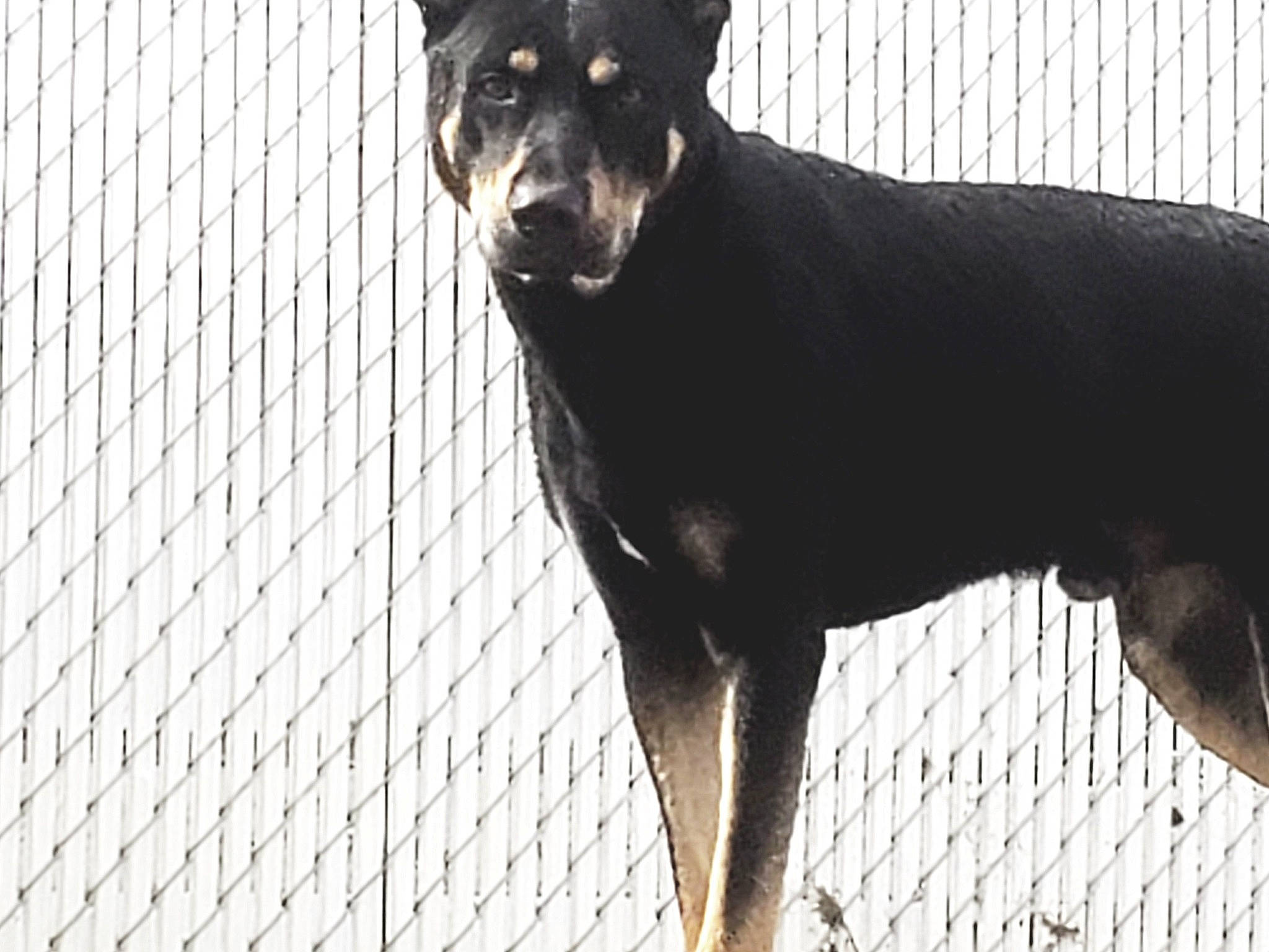 Scar is registered to the contest to win money with this photo: ancient_dog_breeds, borador, canidae, carnivore, companion_dog, dog, dog_breed, fur, guard_dog, hunting_dog, mesh, pet_supply, rottweiler, snout, sporting_group, tail, terrestrial_animal, whiskers, working_animal, working_dog