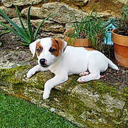 Axel participe au concours pour gagner de l'argent avec cette photo : puppy, dog, white_fur, brown_patch, mossy_stone, garden, potted_plants, stone_wall, grass, outdoor, pet, cute, small_dog, relaxed, nature, animal, young_dog, flora, plant_pot, resting