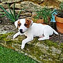puppy, dog, white_fur, brown_patch, mossy_stone, garden, potted_plants, stone_wall, grass, outdoor, pet, cute, small_dog, relaxed, nature, animal, young_dog, flora, plant_pot, resting