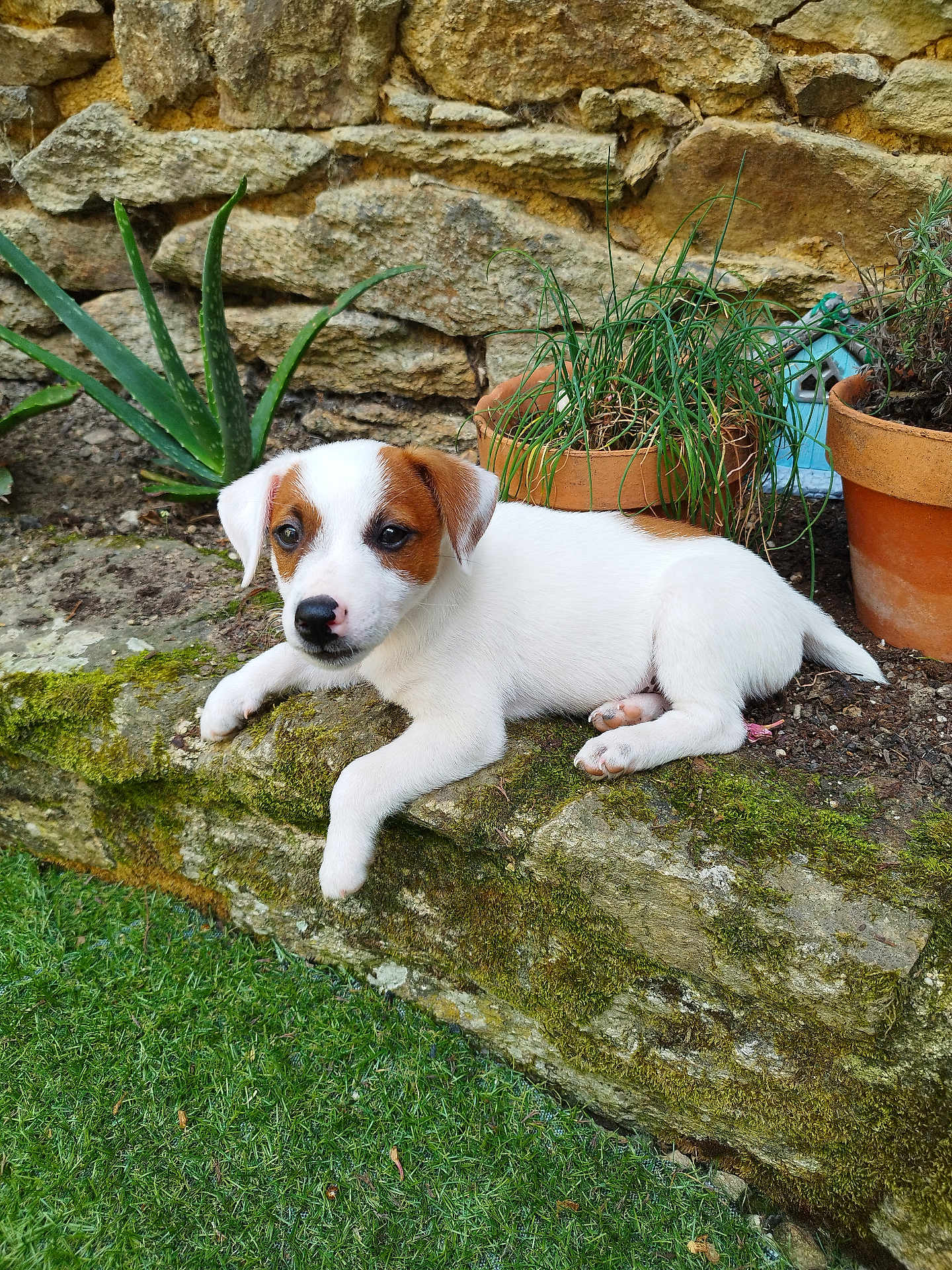 Axel participe au concours pour gagner de l'argent avec cette photo : puppy, dog, white_fur, brown_patch, mossy_stone, garden, potted_plants, stone_wall, grass, outdoor, pet, cute, small_dog, relaxed, nature, animal, young_dog, flora, plant_pot, resting