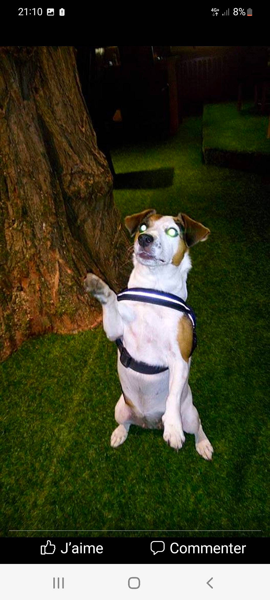 Ellya participe au concours pour gagner de l'argent avec cette photo : canidae, carnivore, collar, companion_dog, dog, dog_breed, dog_clothes, dog_collar, dog_supply, fawn, grass, leash, plant, snout, sporting_group, tail, terrier, toy_dog, trunk, wood