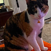 Karma joined the competition — help win amazing prizes! calico_cat, cat, close_up, collar, curious, domestic_animal, ears, eyes, face, fan, floor, fur, furniture, household, indoor, orange_bell, paws, pet, sitting, whiskers