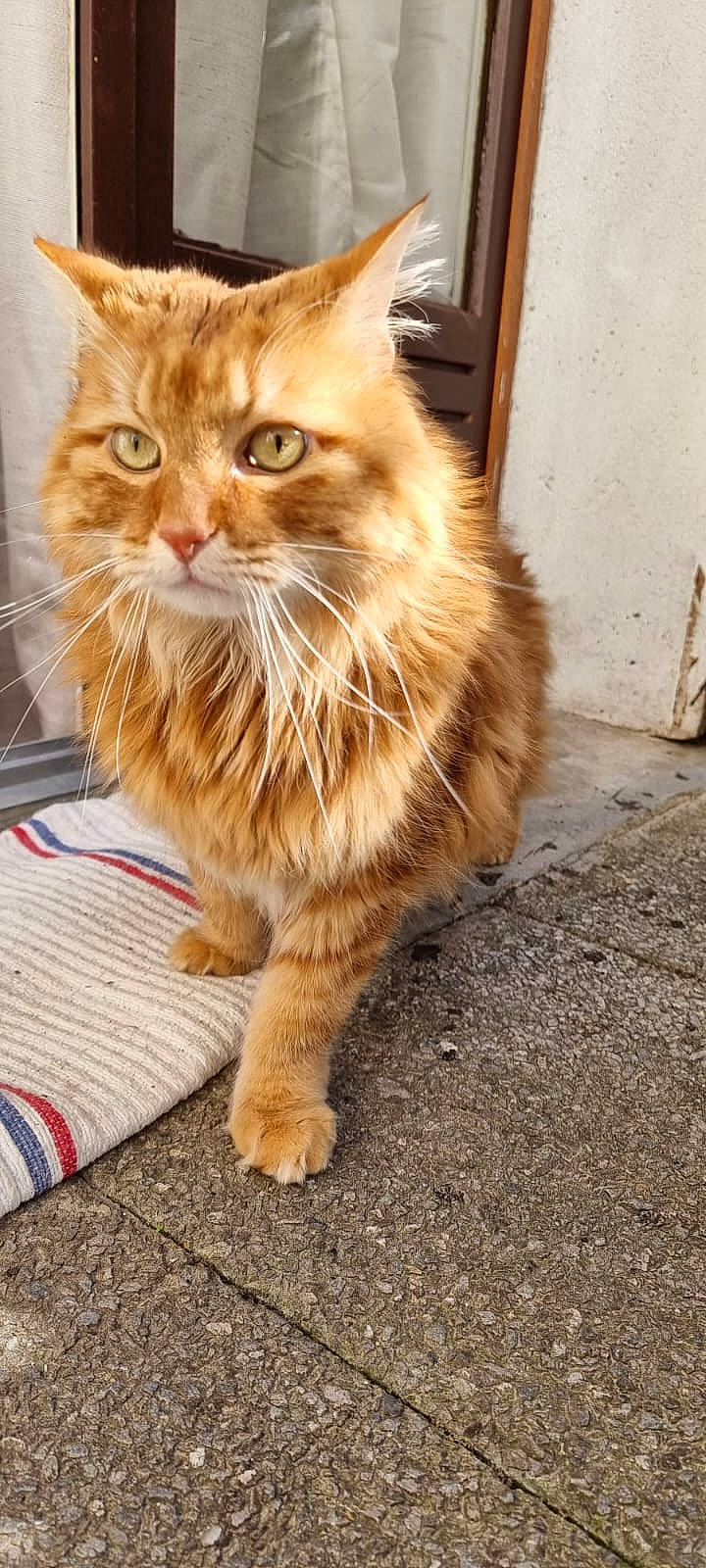 Sunny participe au concours pour gagner de l'argent avec cette photo : box, british_longhair, carnivore, cat, claw, domestic_short_haired_cat, fawn, felidae, flooring, fur, maine_coon, paw, road_surface, small_to_medium_sized_cats, snout, tail, terrestrial_animal, whiskers, window, wood